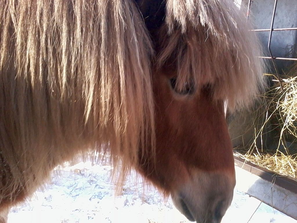 Stadsboerderij de Amsteldieren - Amsterdam